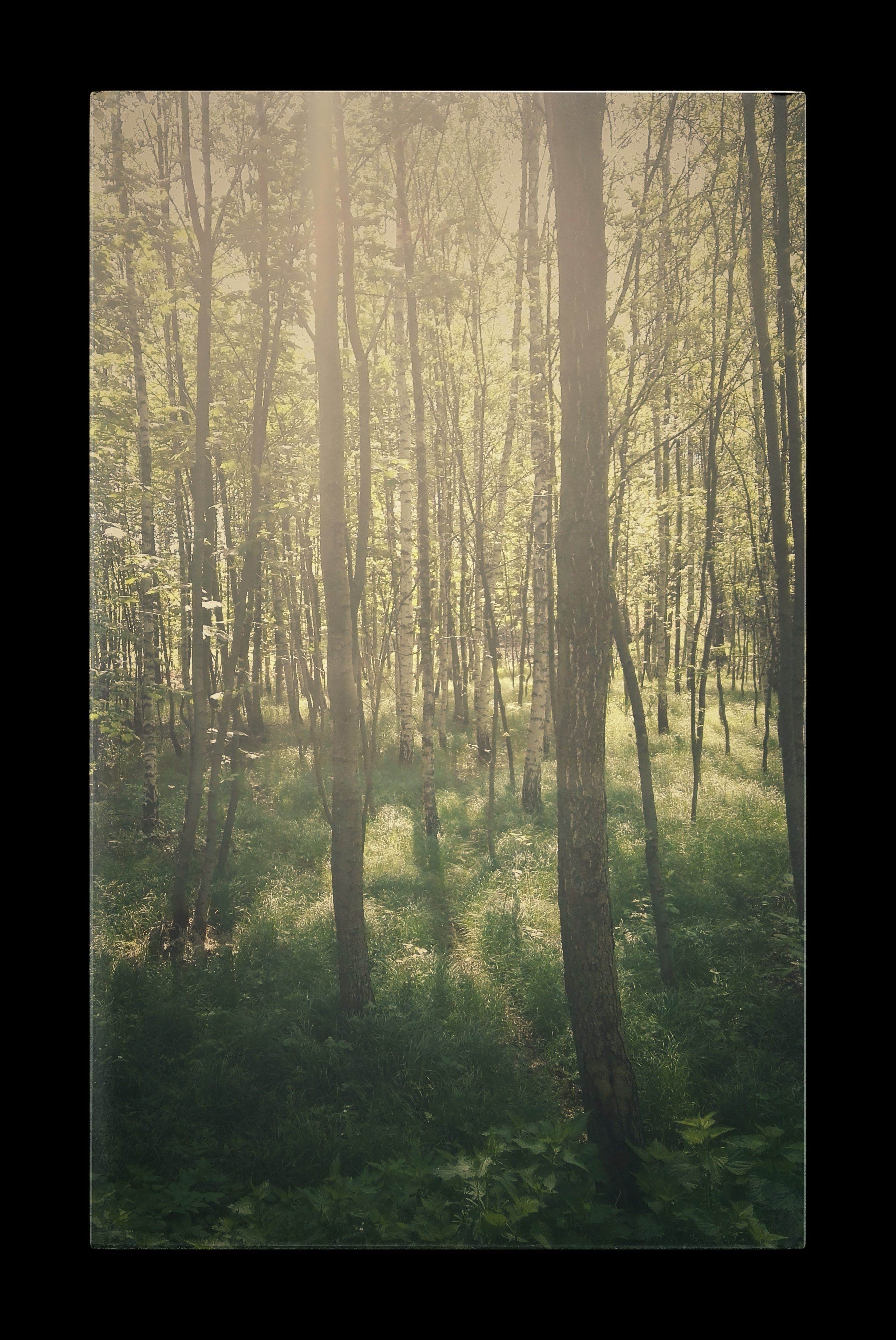 IMG_20170511_122515-01