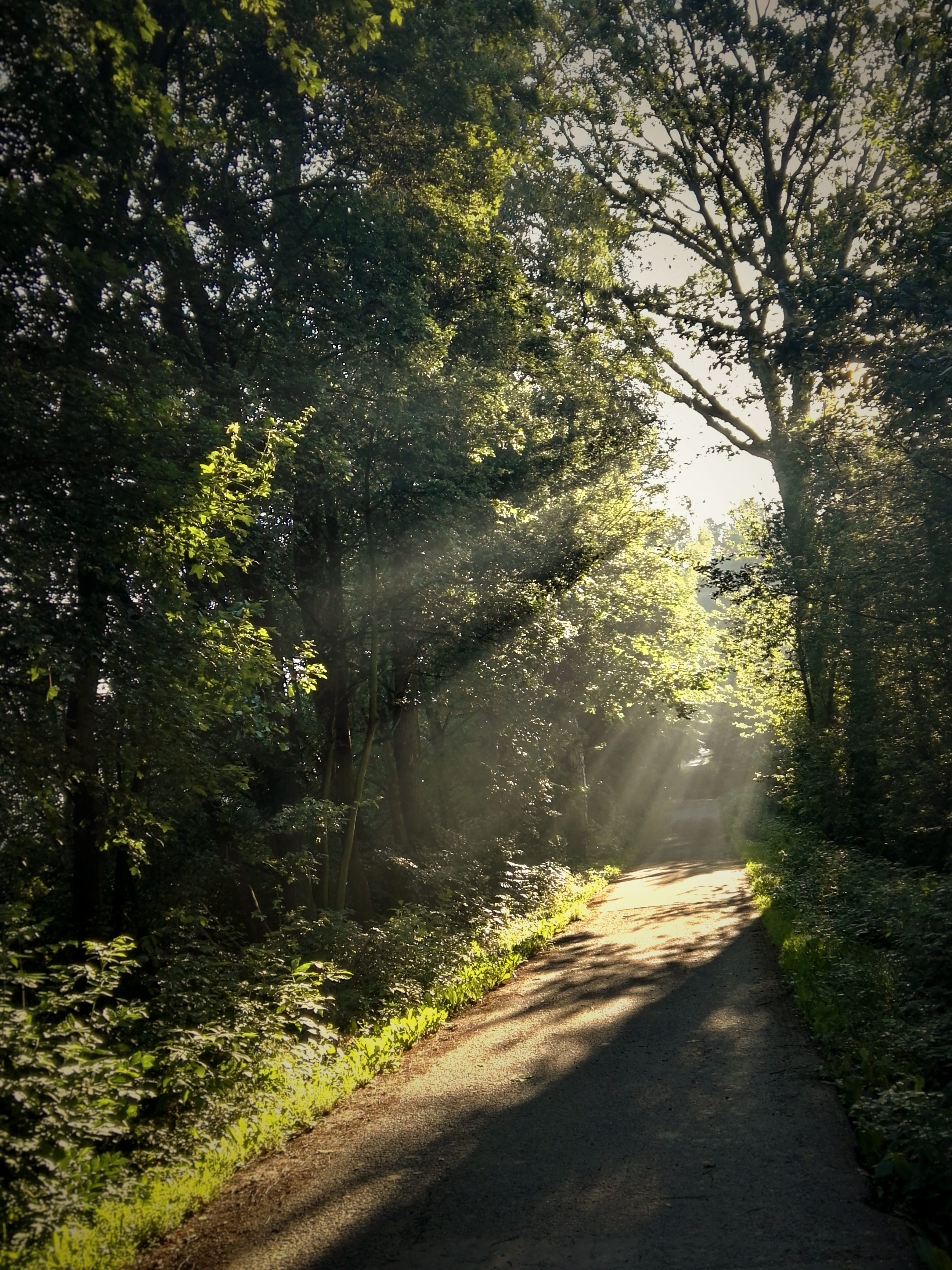 IMG_20170619_065132-01